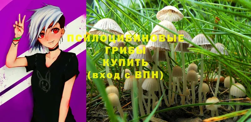 дарк нет Telegram  Чишмы  Галлюциногенные грибы Magic Shrooms 